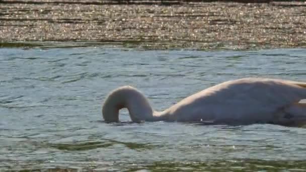 Ein Erwachsener Weißer Schwan Schwimmt Der Natur Auf Dem Wasser — Stockvideo