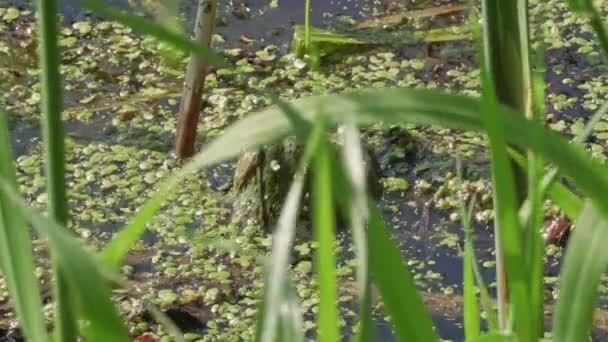 North Green Frog Mergulhando Água Lago Rana Clamitans Lithobates Amphibian — Vídeo de Stock