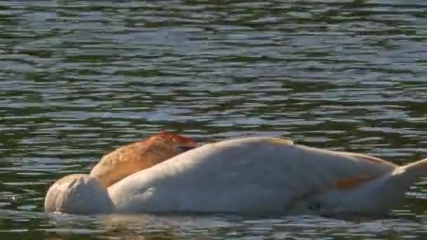 孤独な白い白鳥の浮動小数点と池や黄金の時間の夜や日没で湖の表面に寝ています とても暑い日です 極端なクローズアップビュー — ストック動画