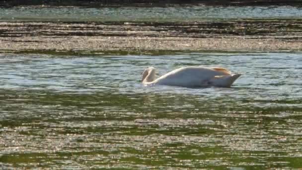 Cisne Branco Adulto Nada Água Lagoa Natureza Alimentando Lente Telefoto — Vídeo de Stock