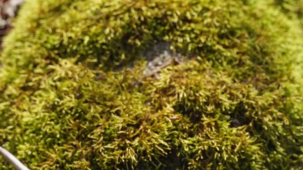 野生の森 自然保護と生物多様性の苔の植物 苔は緑豊かな石の表面に成長します 被写界深度の浅いマクロショットのフォーカスシフト — ストック動画
