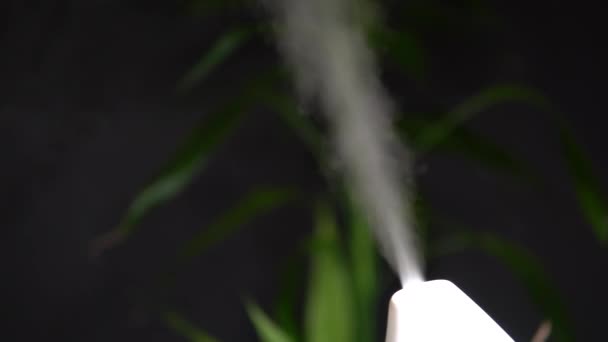 Essential Oil Diffuser Humidifier Close Mixed Water Steam Dark Dim — Stock Video