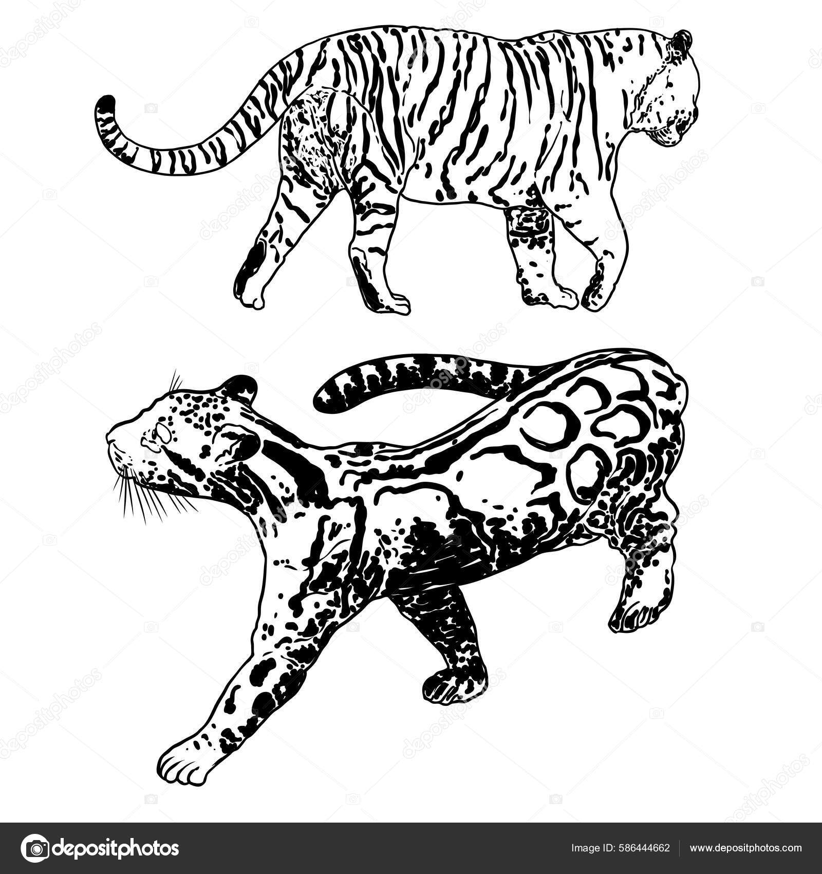 Set Realistic Tiger Clouded Leopard Different Poses Movement Roaring