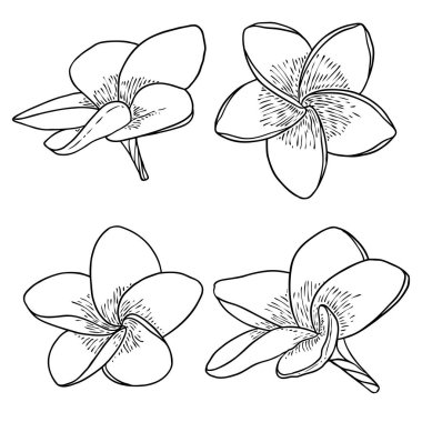 Spa salonu Plumeria çiçek serisi sanat eseri tasarımı seti. Yoga yağı aromaterapisi ve sıcak masaj stüdyosu, hoş geldin sembolü. Frangipani çiçeğinin açık tomurcuğunu çizmek. Vektör. 