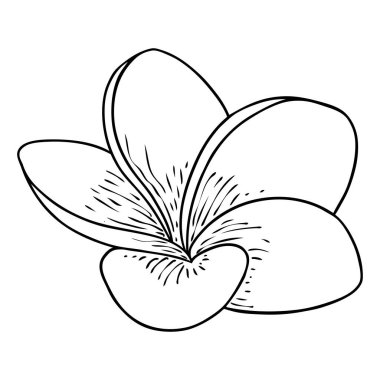 Spa salonu Plumeria çiçek serisi sanat eseri tasarımı. Yoga yağı aromaterapisi ve sıcak masaj stüdyosu, hoş geldin sembolü. Frangipani çiçeğinin açık tomurcuğunu çizmek. Vektör. 