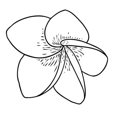 Plumeria açık tomurcuklar. Geleneksel Hawaii tropikal kolyesi ya da boyun çelengi çiçek tasarımı elementi. Hoş geldin davetiye dekorasyonu. Gerçek Plumeria 'dan çizim sanatı. Vektör.