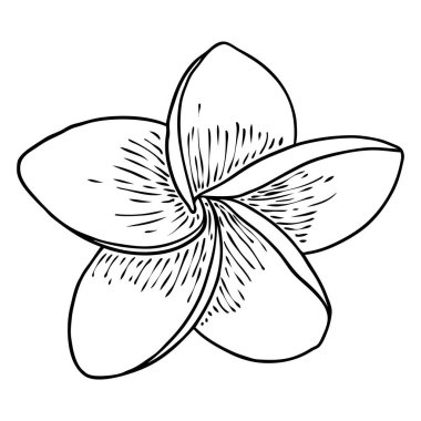 Plumeria açık tomurcuklar. Geleneksel Hawaii tropikal kolyesi ya da boyun çelengi çiçek tasarımı elementi. Hoş geldin davetiye dekorasyonu. Gerçek Plumeria 'dan çizim sanatı. Vektör.