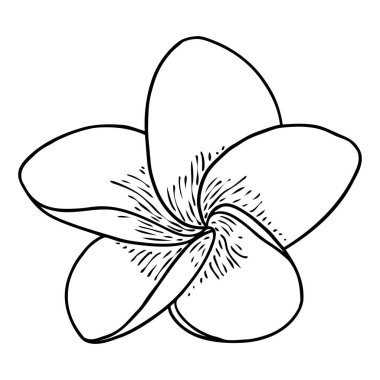 Plumeria açık tomurcuklar. Geleneksel Hawaii tropikal kolyesi ya da boyun çelengi çiçek tasarımı elementi. Hoş geldin davetiye dekorasyonu. Gerçek Plumeria 'dan çizim sanatı. Vektör.