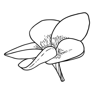 Plumeria açık tomurcuklar. Geleneksel Hawaii tropikal kolyesi ya da boyun çelengi çiçek tasarımı elementi. Hoş geldin davetiye dekorasyonu. Gerçek Plumeria 'dan çizim sanatı. Vektör.