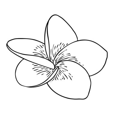 Spa salonu Plumeria çiçek serisi sanat eseri tasarımı. Yoga yağı aromaterapisi ve sıcak masaj stüdyosu, hoş geldin sembolü. Frangipani çiçeğinin açık tomurcuğunu çizmek. Vektör. 