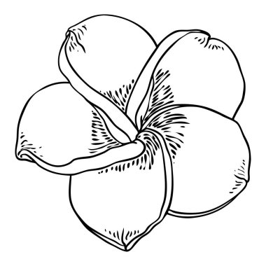 Plumeria çiçek açan kafalar. Hawaii tropik açık çiçek tomurcukları. Egzotik Frangipani çiçeği. Vektör.