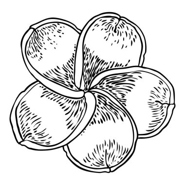 Plumeria çiçek açan kafalar. Hawaii tropik açık çiçek tomurcukları. Egzotik Frangipani çiçeği. Vektör.