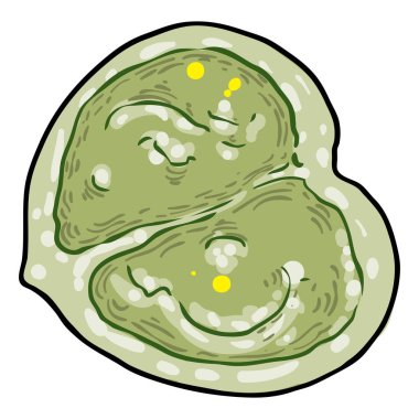 Chelsea Ağda Bitkisi yeşil yaprak. Hoya Carnosa gidiyor. Lezzetli bir ayyaş. Vektör.