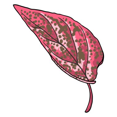 Hypoestes Pembe Su Sıçratma veya benekli bitki yaprağı. Acanthaceae familyasından Phyllostachya tropikal yaprak yaprakları. Vektör.