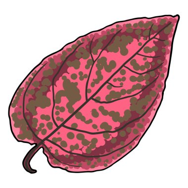 Hypoestes Pembe Su Sıçratma veya benekli bitki yaprağı. Acanthaceae familyasından Phyllostachya tropikal yaprak yaprakları. Vektör.