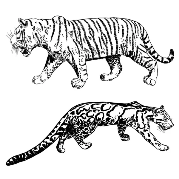 Sada Realistických Tygrů Zahalených Leopardů Různých Pózách Řevu Pohybu Asijská — Stockový vektor