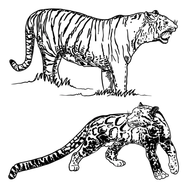 Conjunto Tigre Realista Leopardo Nublado Diferentes Poses Rugido Movimento Animais — Vetor de Stock