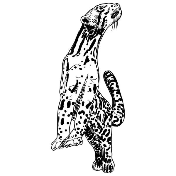 Леопард Дикий Кот Ручной Рисунок Затуманенного Леопарда Вектор — стоковый вектор