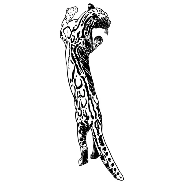 Леопард Дикий Котячий Малюнок Затьмарений Леопард Гімалаїв Полювання Диких Котів — стоковий вектор