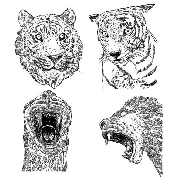 Eine Gruppe Lebender Tiger Brüllt Und Knurrt Zeichnung Von Lebenden — Stockvektor