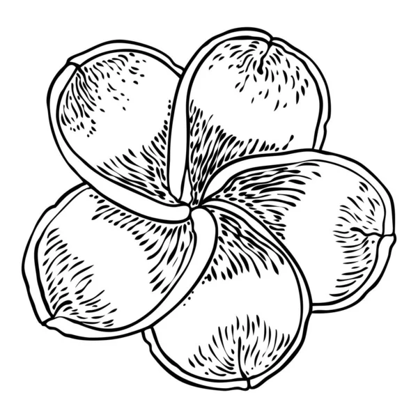 Плюмерия Цветет Головами Гавайи Тропические Открытые Цветы Почки Экзотический Цветок — стоковый вектор
