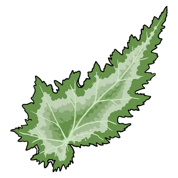 Begonia Pearcei Plant Leaf Family Begoniaceae Leaves Vector — Wektor stockowy