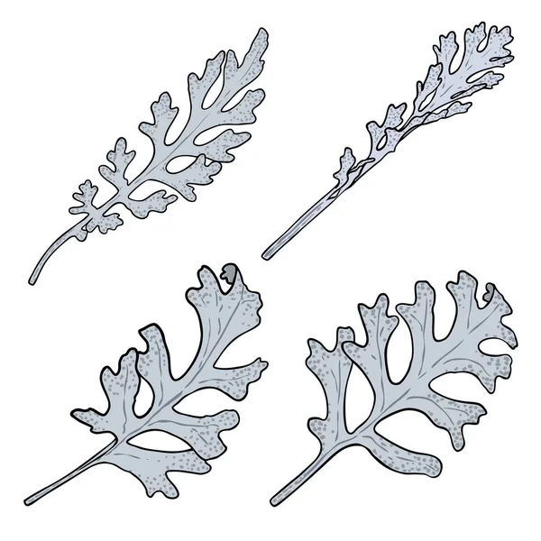 Set Dusty Miller Leaf Branch Silver Ragwort Leaves Herb Stick — 图库矢量图片