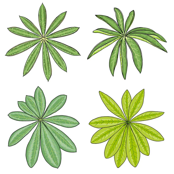 Set Lupinus Polyphyllus Large Leaf Garden Flowers Collection Long Leaved — Stock vektor