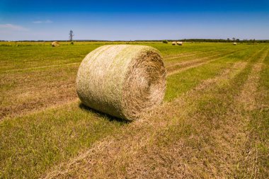 Yazın hasat edilmiş saman ve istiflerle dolu bir tarla. Tahıl hasadından sonra tarıma bırakılan saman yığınları. Çiftlik hayvanları için saman. Hasat mevsimi konsepti. Yuvarlak saman balyası.