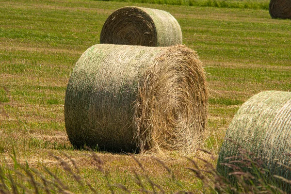 Трава Пшеничные Рулоны Остались Поле После Сбора Зерновых Культур Сбор — стоковое фото