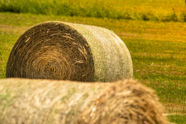 Grass Wheat Rolls Left Field Harvesting Grain Crops Harvesting Straw — ストック写真