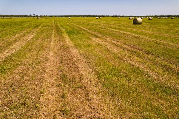 Rundstroh Oder Trockene Grasrollen Nach Der Erntezeit Auf Dem Bauernhof — Stockfoto