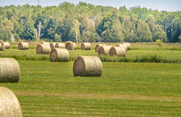 Hay Bales Placed Farm Field Sunny Landscape Bales Hot Summer — Stok fotoğraf