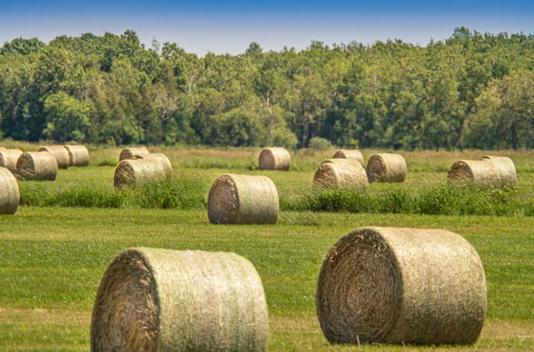 Field Harvested Hay Stacks Summer Haystacks Rolls Left Agricultural Field — Stok fotoğraf
