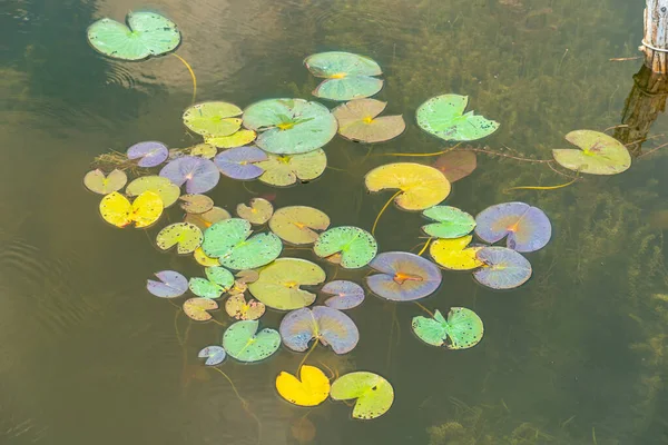 Lily Pad Leaves Pike Bay Huron Lake Green Yellow Violet — Foto de Stock