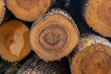 Vahşi ormandaki kereste deposu. Ağaç değirmenine ağaç gövdeleri yığılır. Ormanda kereste endüstrisi. Çam ve çam ağaçları ahşap gövdeler, kereste endüstrisi. 