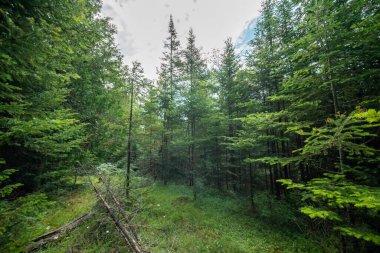 Güneşli yaz aylarında Evergreen Ormanı. Çam ve çam ağaçları, yosun ve yeşil bitkiler sihirli ormanda çiçeklerle. İdealist atmosferik manzara, peri masalı gibi hayal kurma havasında.. 