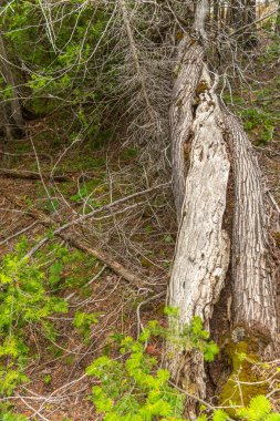 Kuzey Amerika 'nın Woodlands Ontario, Kanada. Eski ölü köknar ve ladin ağaçları. Singing Sands 'deki vahşi ormanlar, Huron Gölü' ndeki büyük kumlu plaj. Popüler turist ziyareti yeri. Bruce Yarımadası.