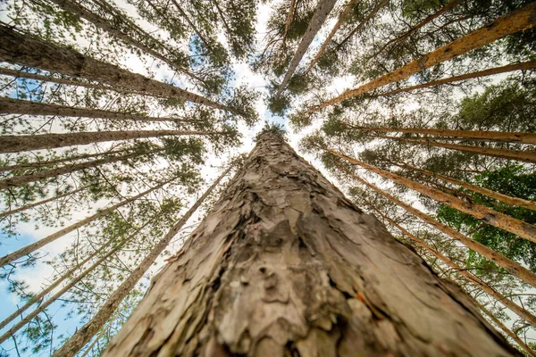Pine Spruce Trees Lumberjack Route Pine Forest Natural Resource Lumberjack — Foto de Stock