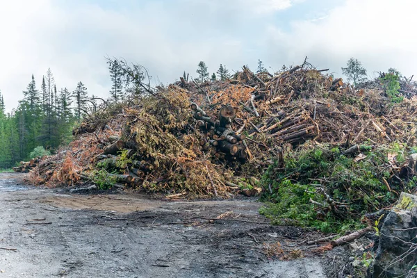 Waste of pine and spruce trees after cut used for prepare biomass in the factory to be used for energy production. Lumberjack yard in the wild forest.
