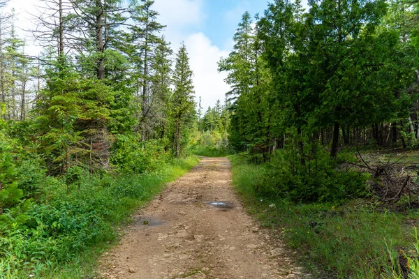 Pine Spruce Trees Lumberjack Route Pine Forest Natural Resource Lumberjack — Stockfoto