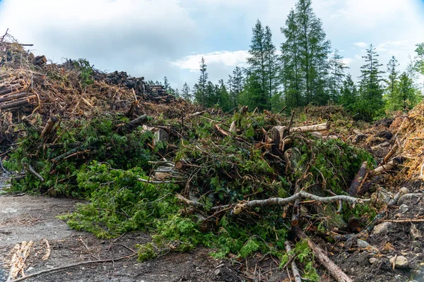 Waste of pine and spruce trees after cut used for prepare biomass in the factory to be used for energy production. Lumberjack yard in the wild forest.