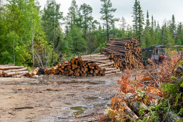 Wooden natural sawn logs pile, wood logs in the wild forest background. Trees trunks cut and stacked on the ground. Woodpile of cut lumber for forestry industry, lumberjack yard or mill.