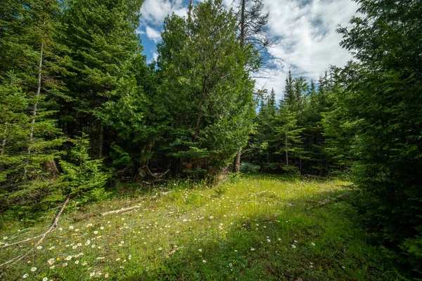 Evergreen forest at sunny summer. Pine and spruce trees, moss and green plants with flowers in the magic forest. Idyllic atmospheric landscape, in fairytale fantasy dreamlike mood.