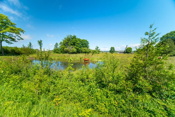 Artistic Wide Shot Cow Pond Surrounded Green Grass Trees Blue — 图库照片