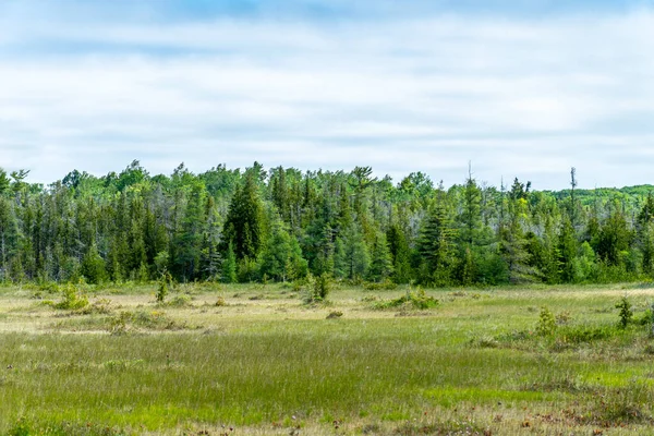 Woodlands North America Ontario Canada Green Fir Spruce Trees Background — Fotografia de Stock