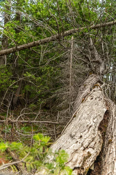 Woodlands North America Ontario Canada Old Dead Fir Spruce Trees — 스톡 사진