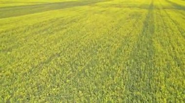Fast aerial moving motion blur over Canola rapeseed flowers, yellow oilseed field in bloom. Agriculture landscape of blossom rapeseed field. Blooming yellow flowers on the field.