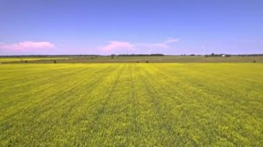 Hovering over yellow rapeseed field, aerial view of blooming canola field flowers. Mustard Flowers farming and harvesting.