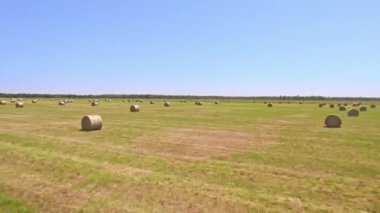 Aerial view of hay bales are placed across the farm or field. Sunny landscape with round crops in hot summer. Rural scenery of straw rolls and wheat haystacks in countryside pasture.